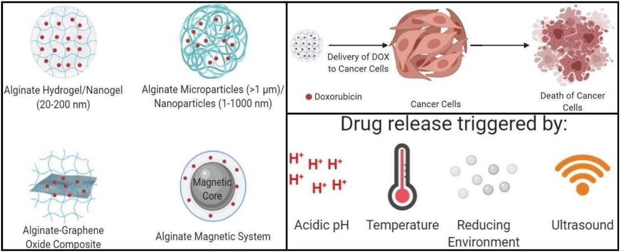 What are Alginate Nanoparticles for Drug Delivery?