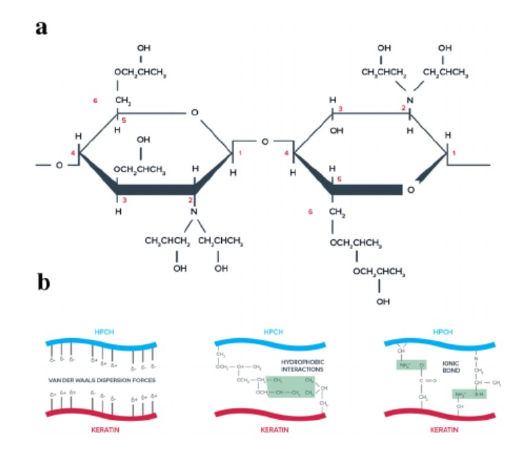 What is Hydroxypropyl Chitosan?